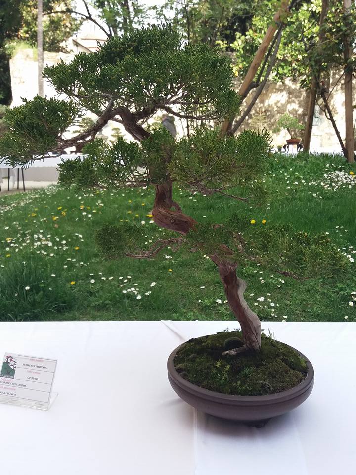 mostra bonsai Ascoli Piceno H10