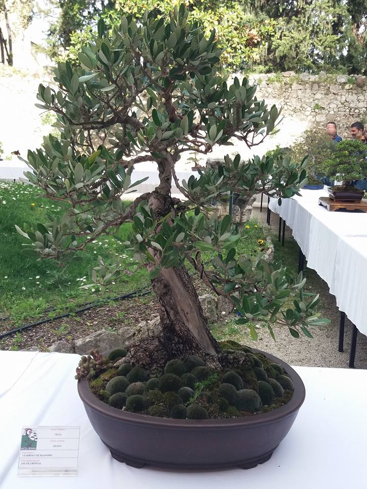mostra bonsai Ascoli Piceno M10