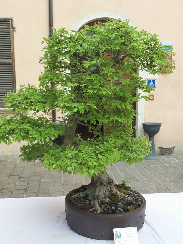 mostra bonsai Ascoli Piceno N10