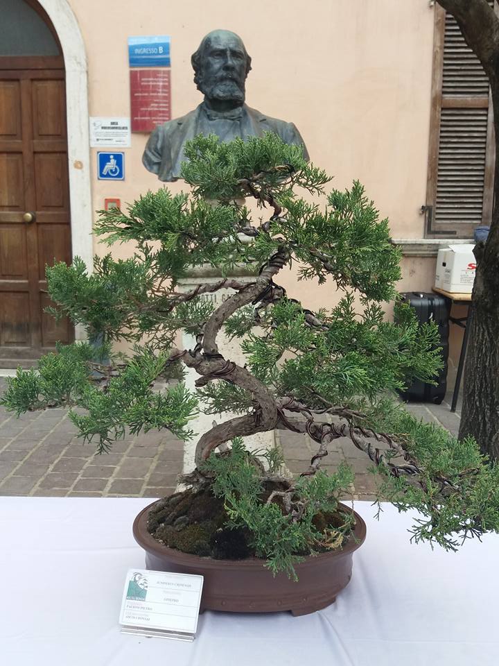 mostra bonsai Ascoli Piceno P10