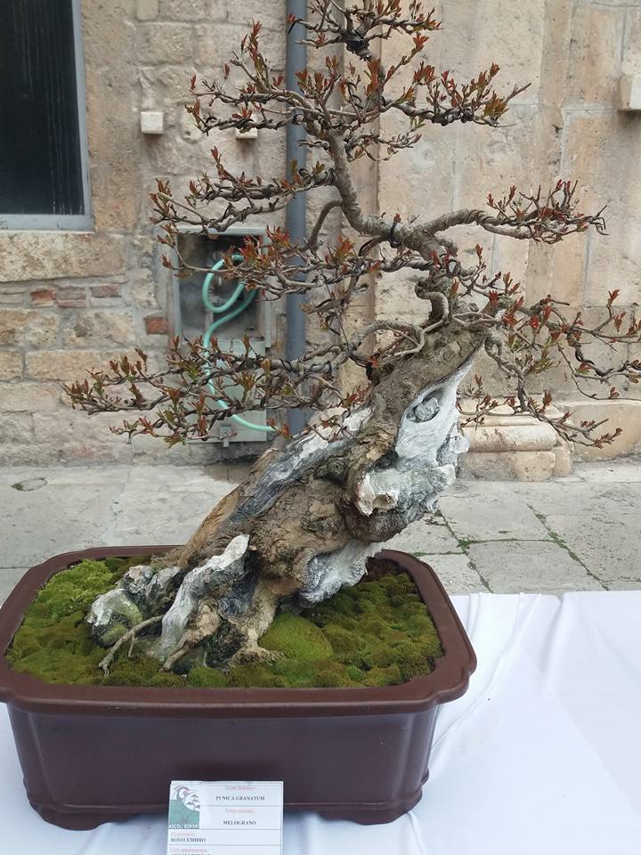 mostra bonsai Ascoli Piceno V10