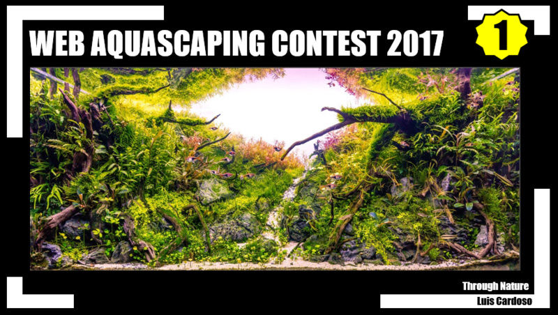 Web Aquascaping Contest 2017 Edition 2  111