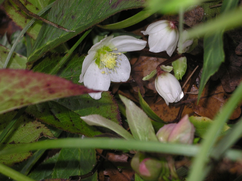 Helleborus niger ou Rose de noel ou Hellebore - Page 31 Imgp0029