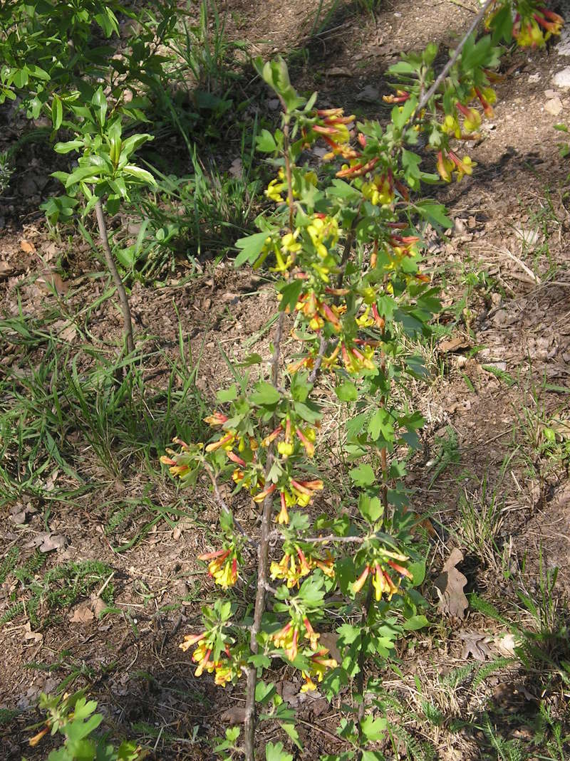 Groseillier à fleurs jaunes : Ribes odoratum - Page 2 Imgp0067
