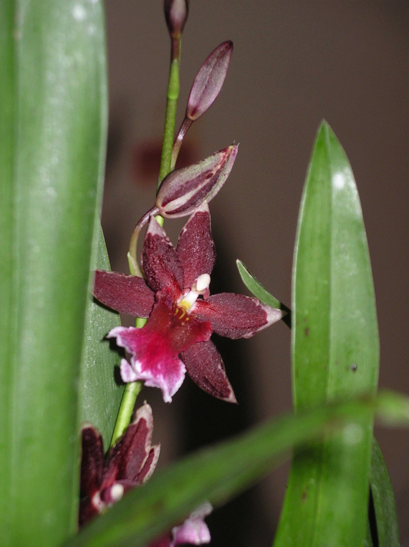 cymbidium Imgp0279