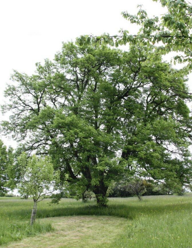 L’arbre symbole et source de vie Ob_7ab10