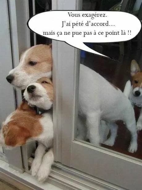 Humour en images ... tous thèmes ... - Page 8 29684011