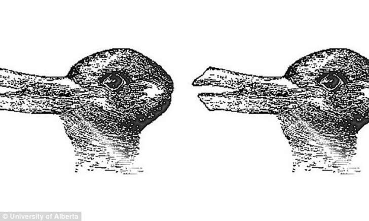 Quel animal voyez-vous sur cette image ? Bbk2p310