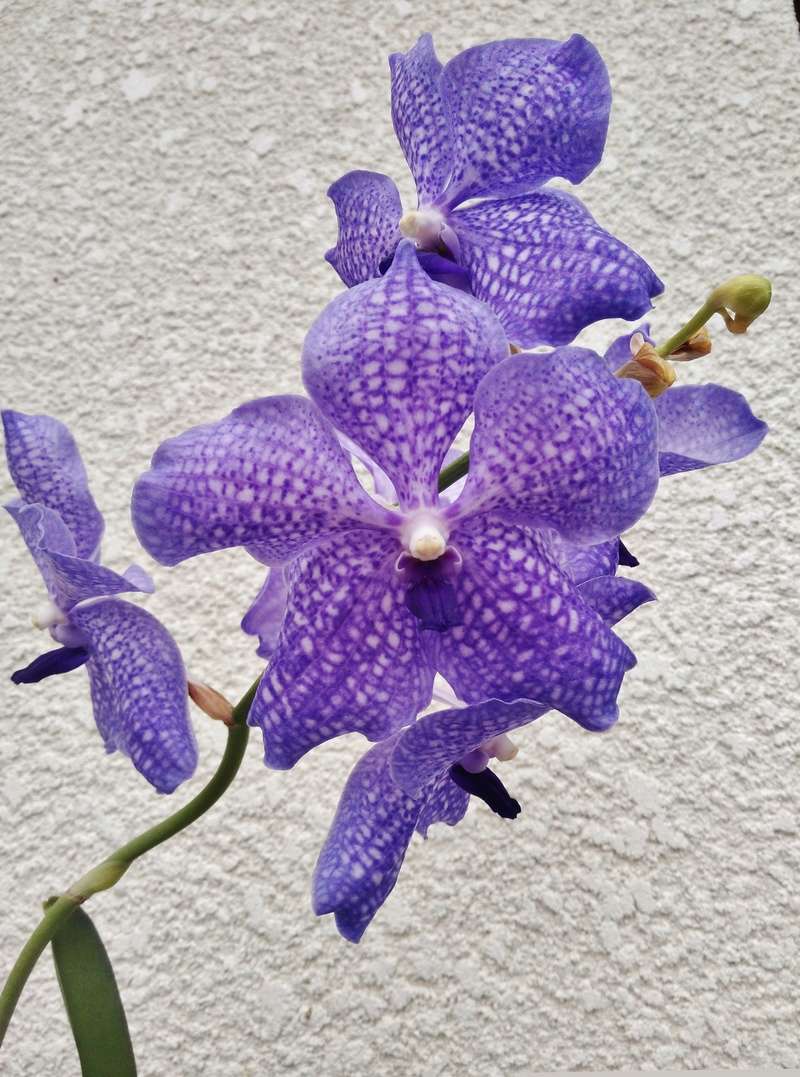 Vanda Img_2014