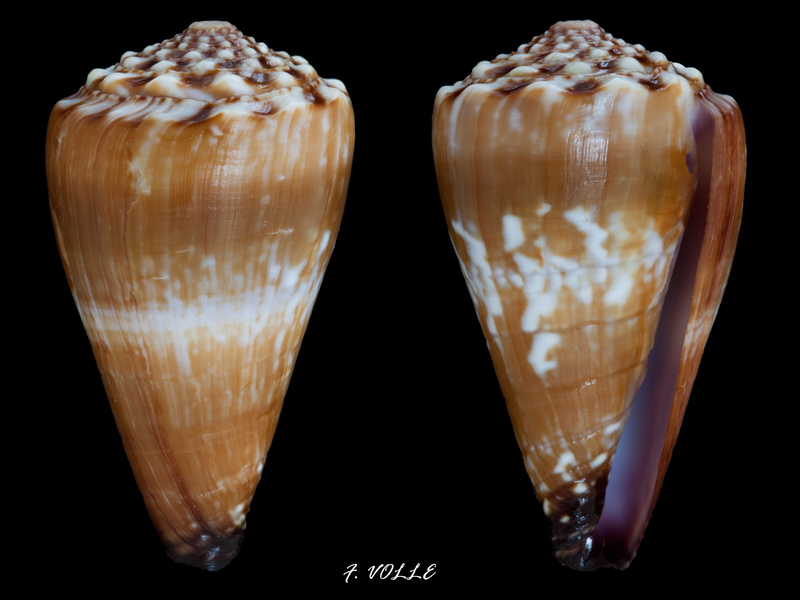 Identification_cone 15 = conus_distans_juvenile Conus_12