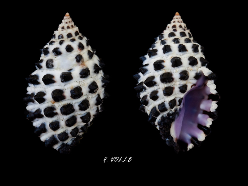 Muricidae Ergalataxinae Tenguella granulata (Duclos, 1832) Morula10