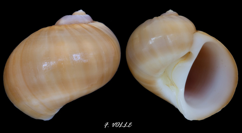live - Naticarius orientalis (Gmelin, 1791) Polini12
