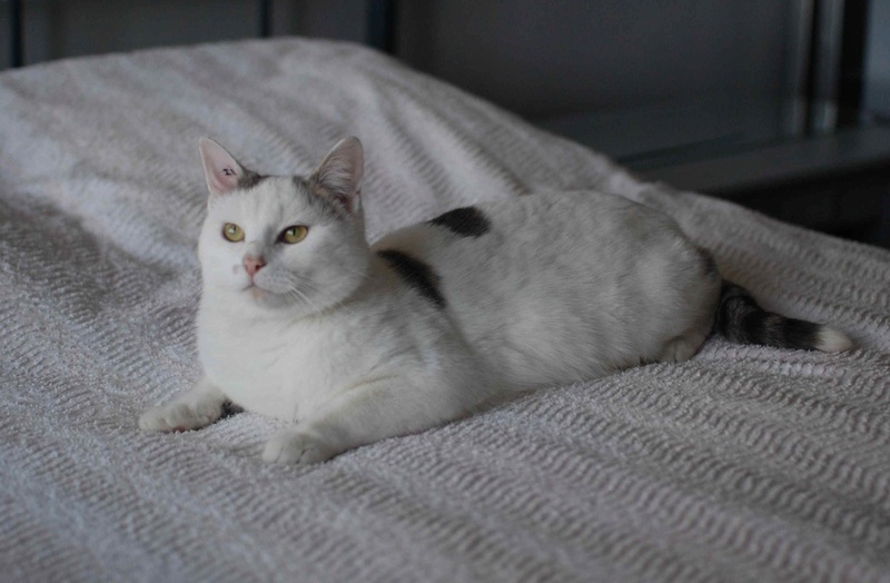MANGO, chat européen blanc&tigré gris, né en novembre 2016 Mango_11