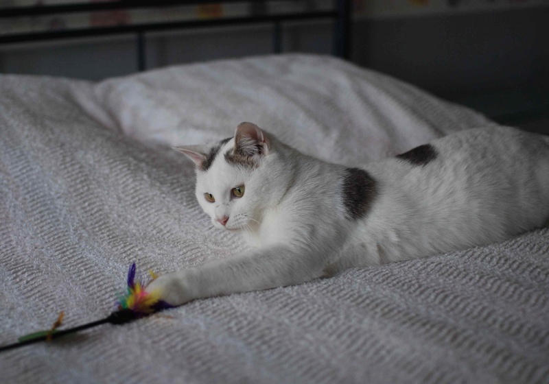 MANGO, chat européen blanc&tigré gris, né en novembre 2016 Mango_19