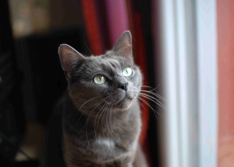 MINOU, chat croisé chartreux, né en avril 2012 Minou_11
