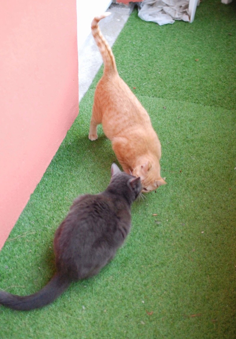 MINOU, chat croisé chartreux, né en avril 2012 Minou_22