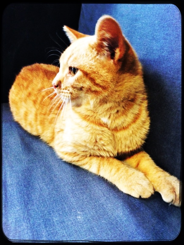 NUNO, chaton européen roux tabby, né en Juillet 2017 Nuno_110