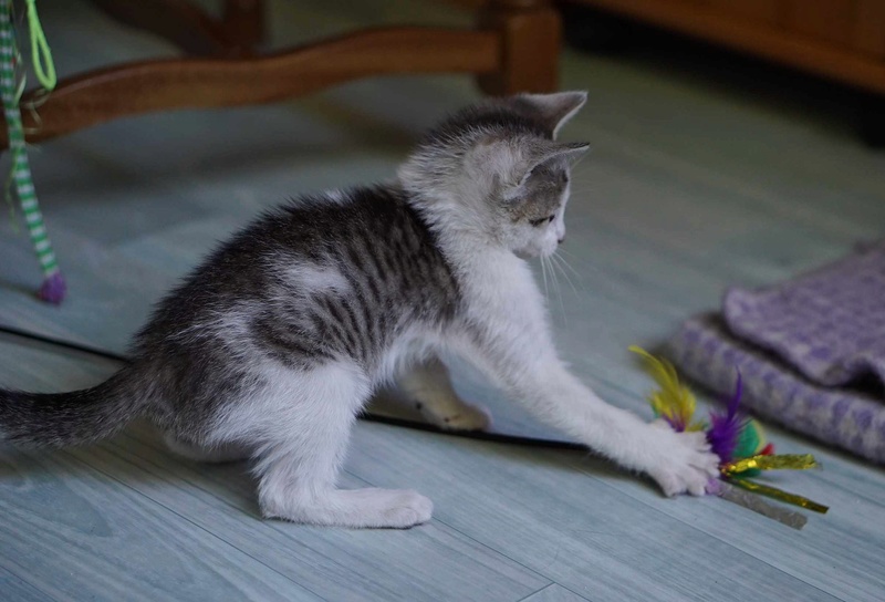 OWEN, chaton européen tigré et blanc, né le 01/03/18 Owen_810