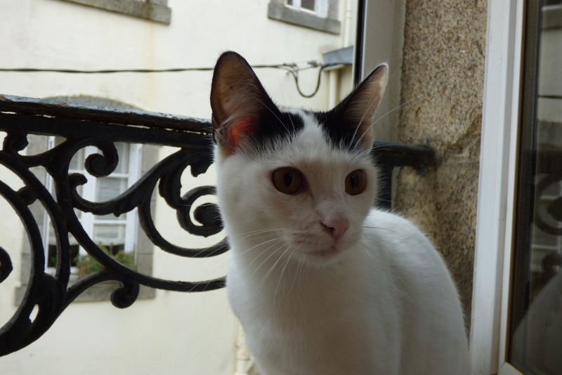 Naomie chatte blanche à taches noires, type Européen, née en janvier 2017 P1000811