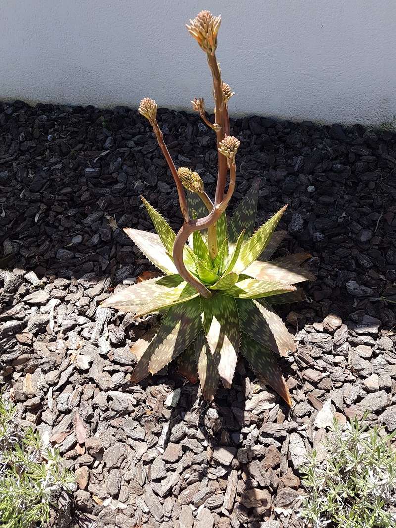 Floraison de mes Aloe Maculata Dsc_0012