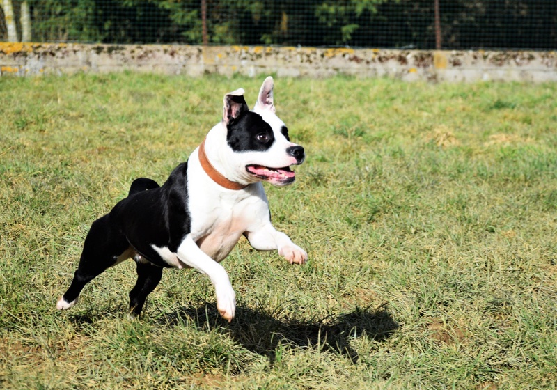 Iena, American Staffordshire Terrier LOF, née en 2013 - SLPA Amance 28795211