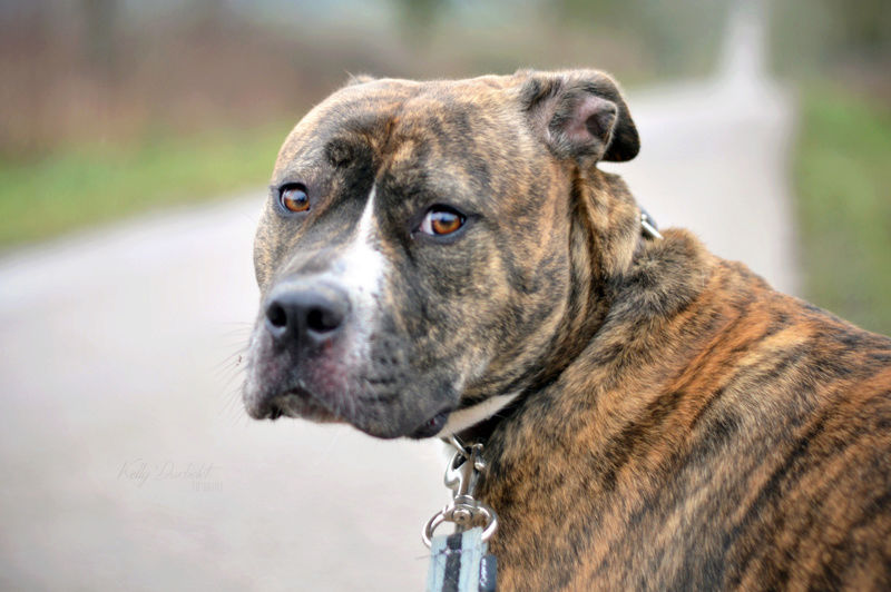 Milette, X-Cane Corso, née en 2015 - SLPA Amance. Dsc_0611