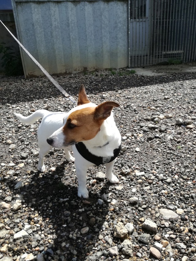 JULES - jack russel 4 ans - SLPA à Amance (re) Jules10