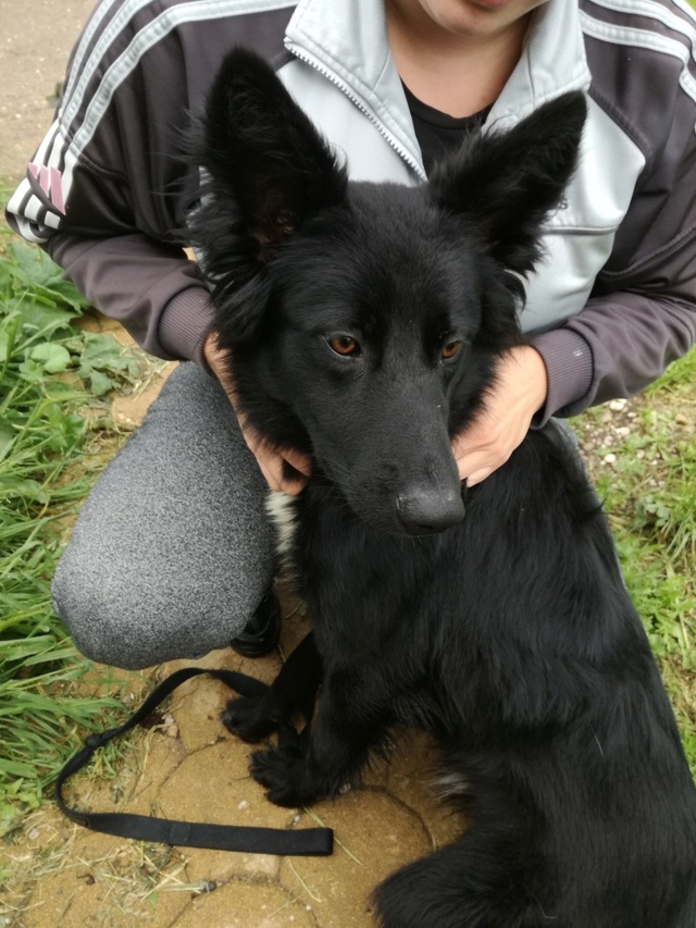 Malcko, X-Border Collie, né en 2017 - SLPA Amance. Malcko10