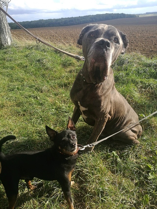 Sam & Shorty, Cane Corso & croisé Pinscher, né en 2007 et 2008 - SLPA d'Amance Sam-sh10