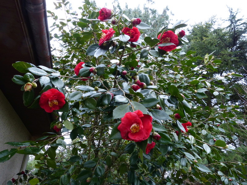 couleurs d'hiver au jardin Camell48