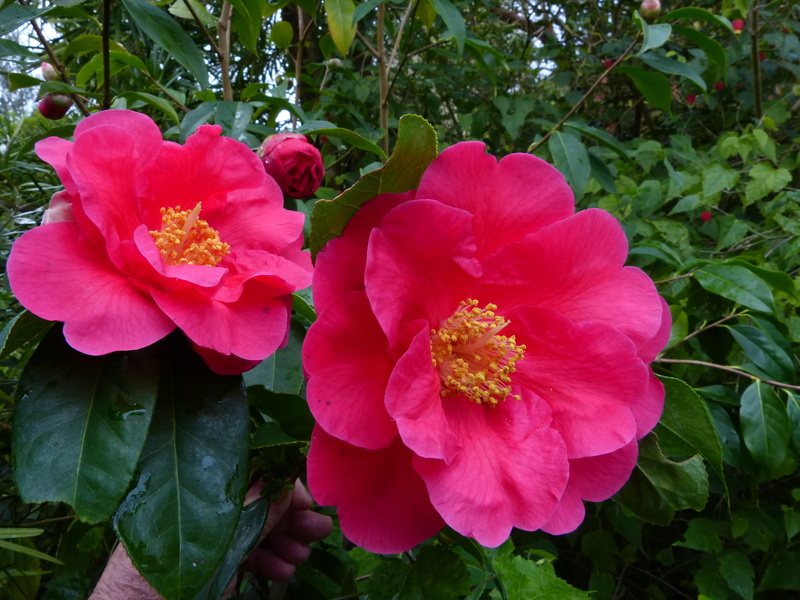 couleurs d'hiver au jardin Camell56