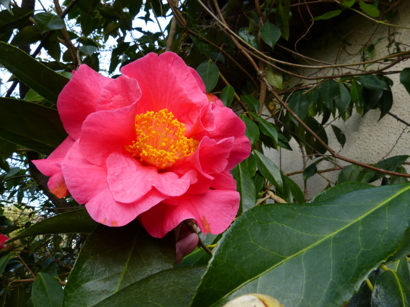 couleurs d'hiver au jardin Camell57