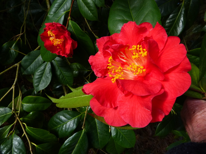 couleurs d'hiver au jardin Camell58