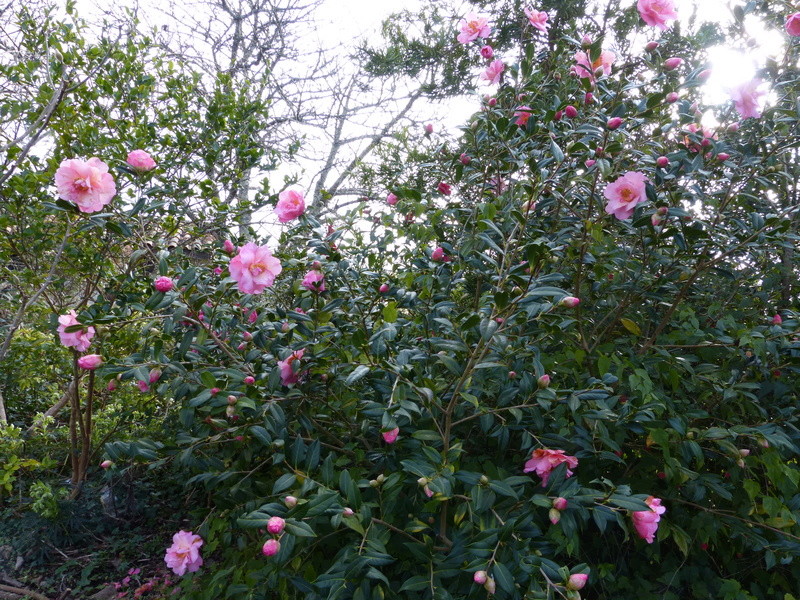 couleurs d'hiver au jardin Camell59
