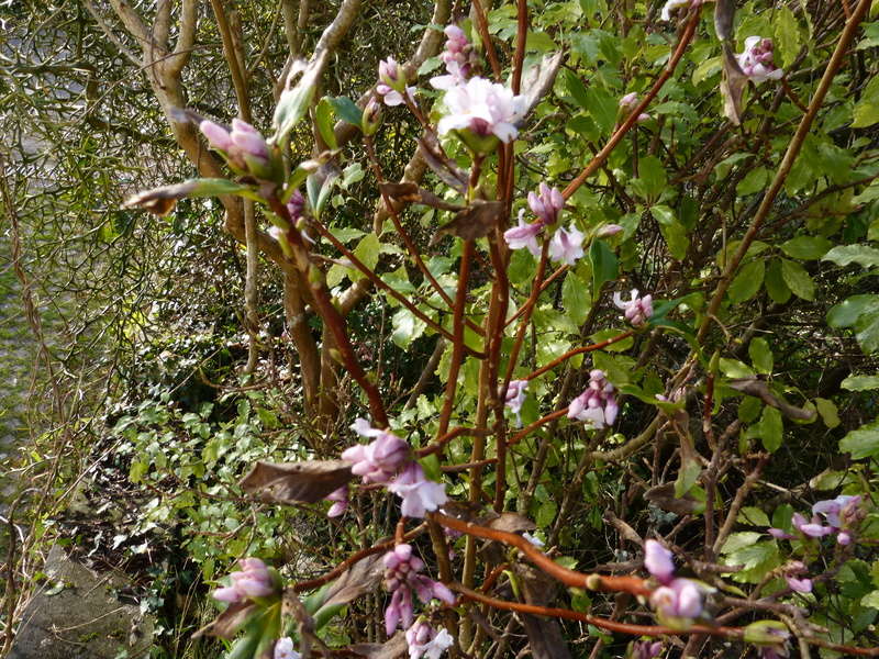 couleurs d'hiver au jardin Daphne13
