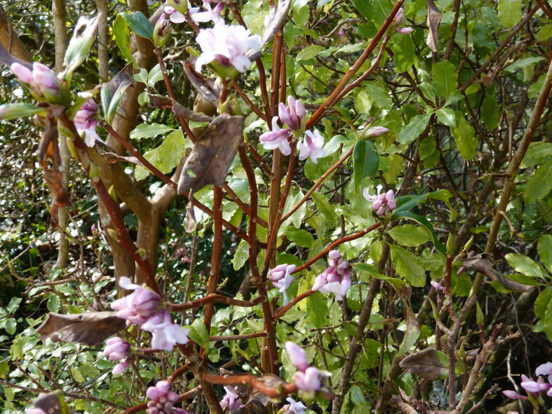 couleurs d'hiver au jardin Daphne14