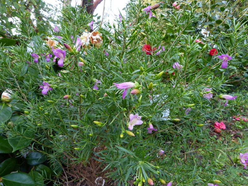 Eremophila maculata Eremop13