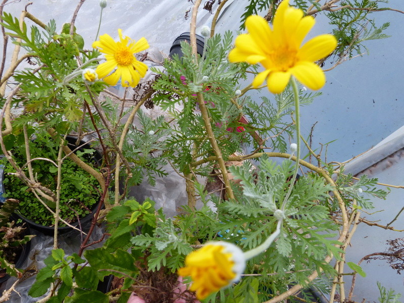 couleurs d'hiver au jardin Euryop10