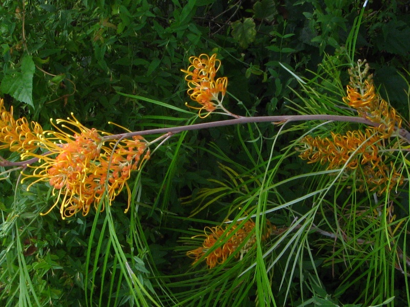 Grevillea - le genre Grevil40