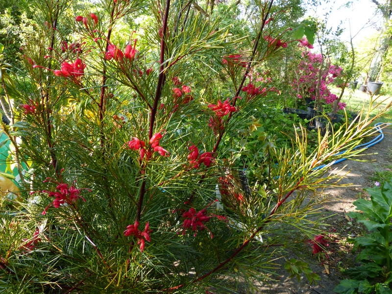 les jardins sont beaux en mai ! - Page 2 Grevil43