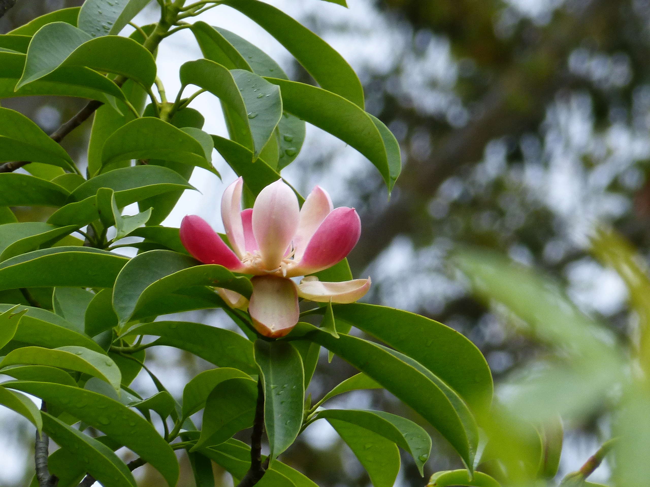 Magnolia insignis (= Manglietia insignis) Mangli13