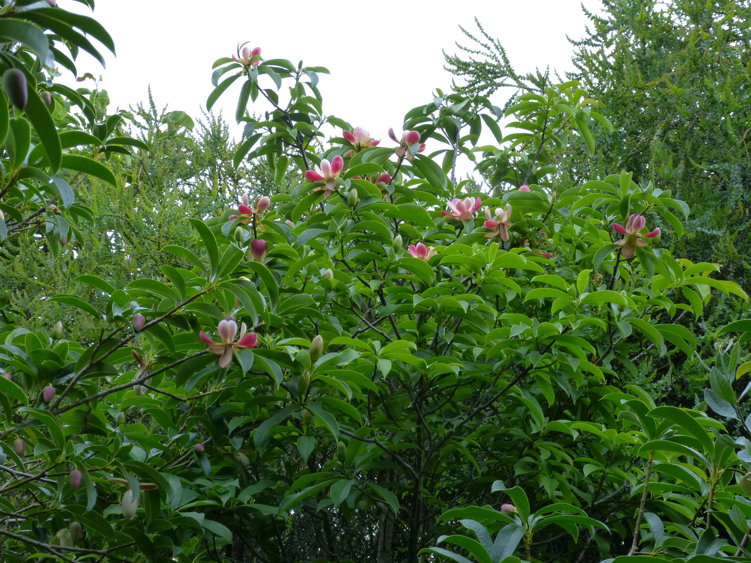 Magnolia insignis (= Manglietia insignis) Mangli20