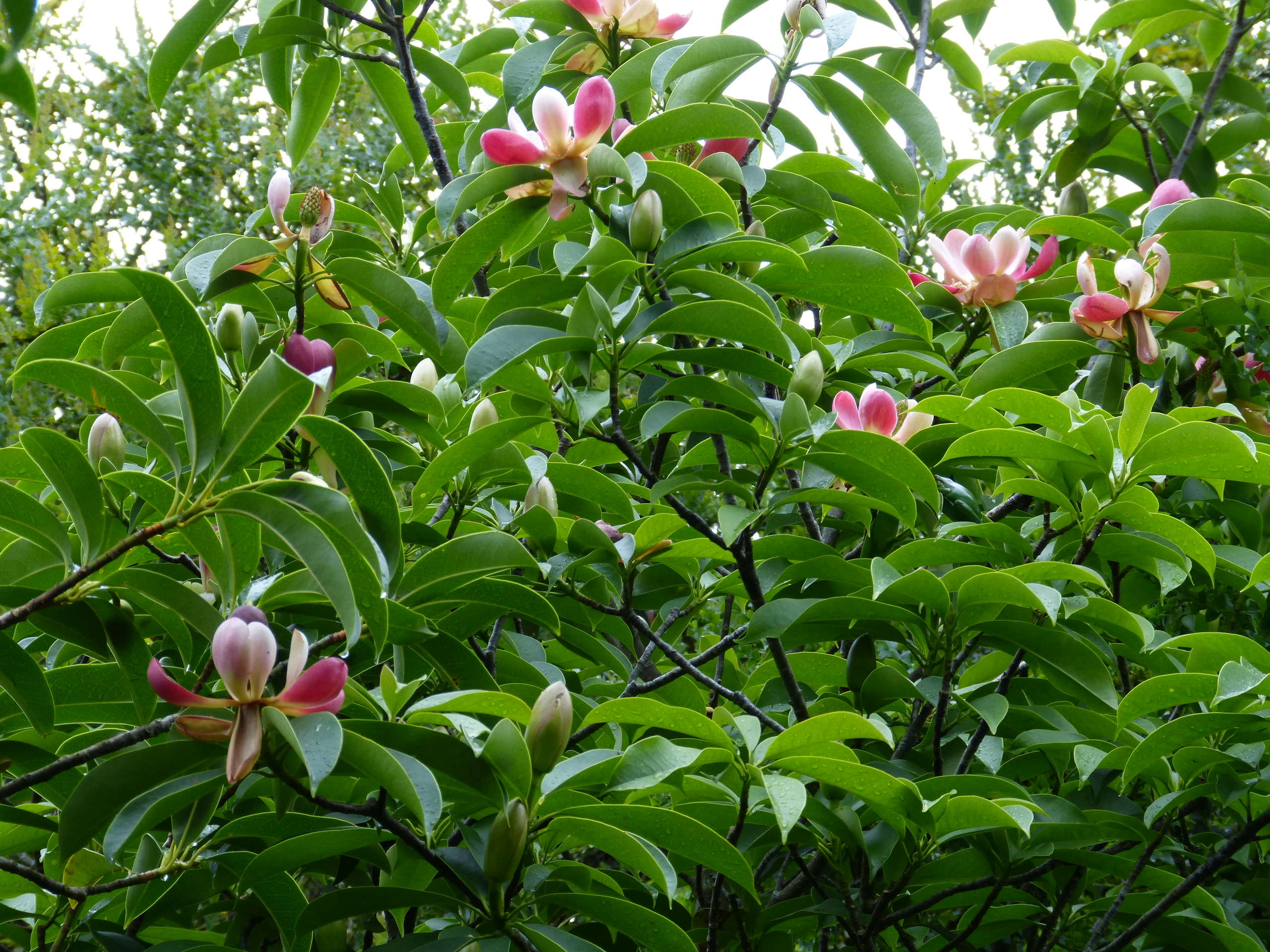 Magnolia insignis (= Manglietia insignis) Mangli23