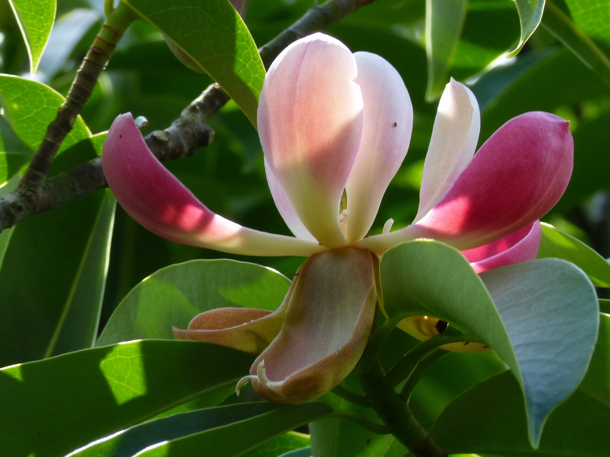 Magnolia insignis (= Manglietia insignis) Mangli24