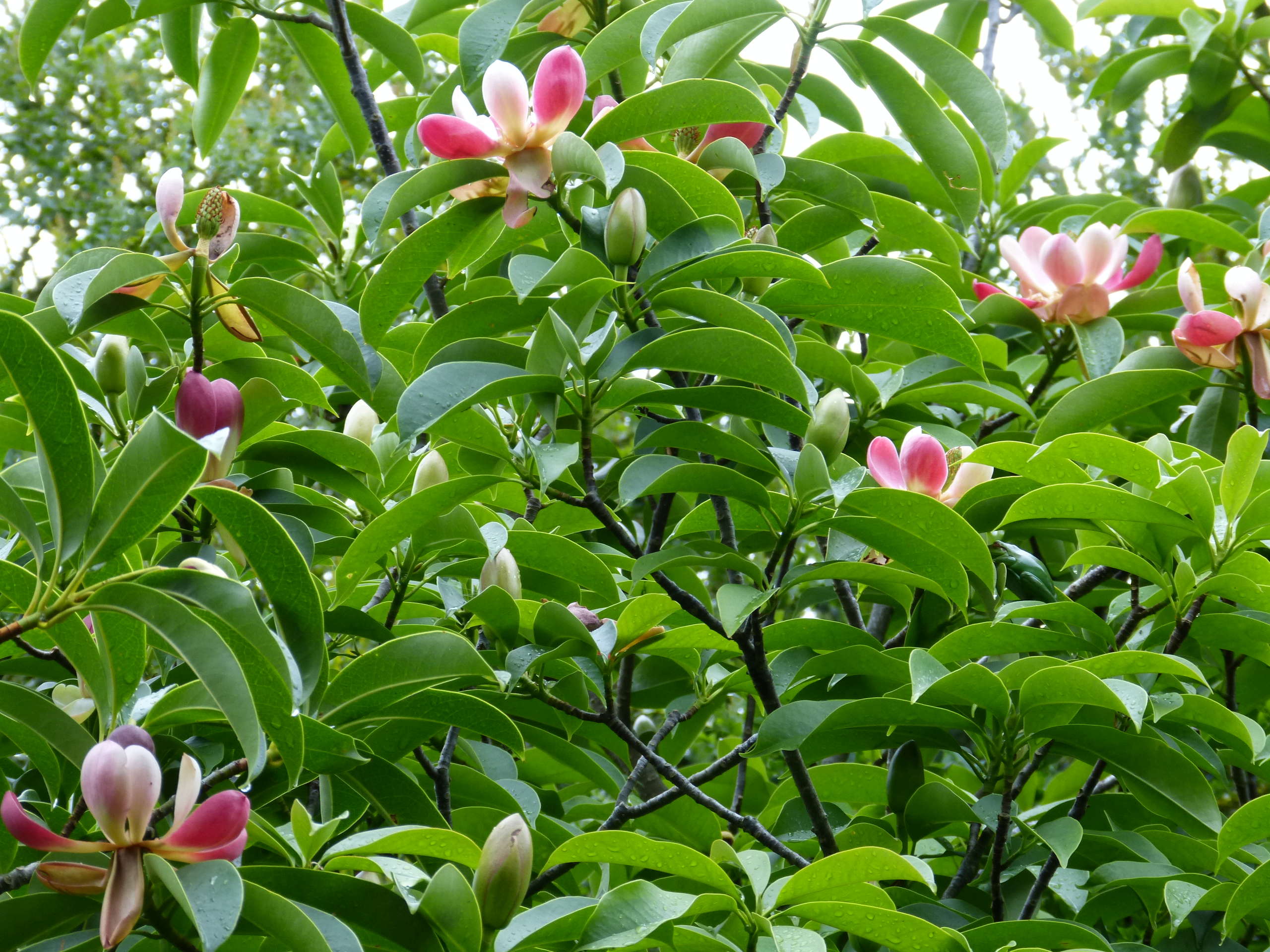 Magnolia insignis (= Manglietia insignis) Mangli25