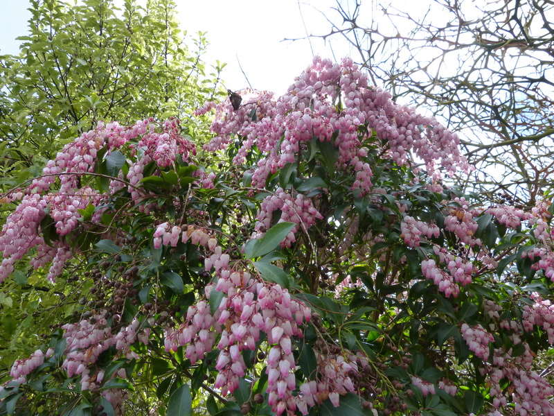 giboulées de fleurs ? Pieris15