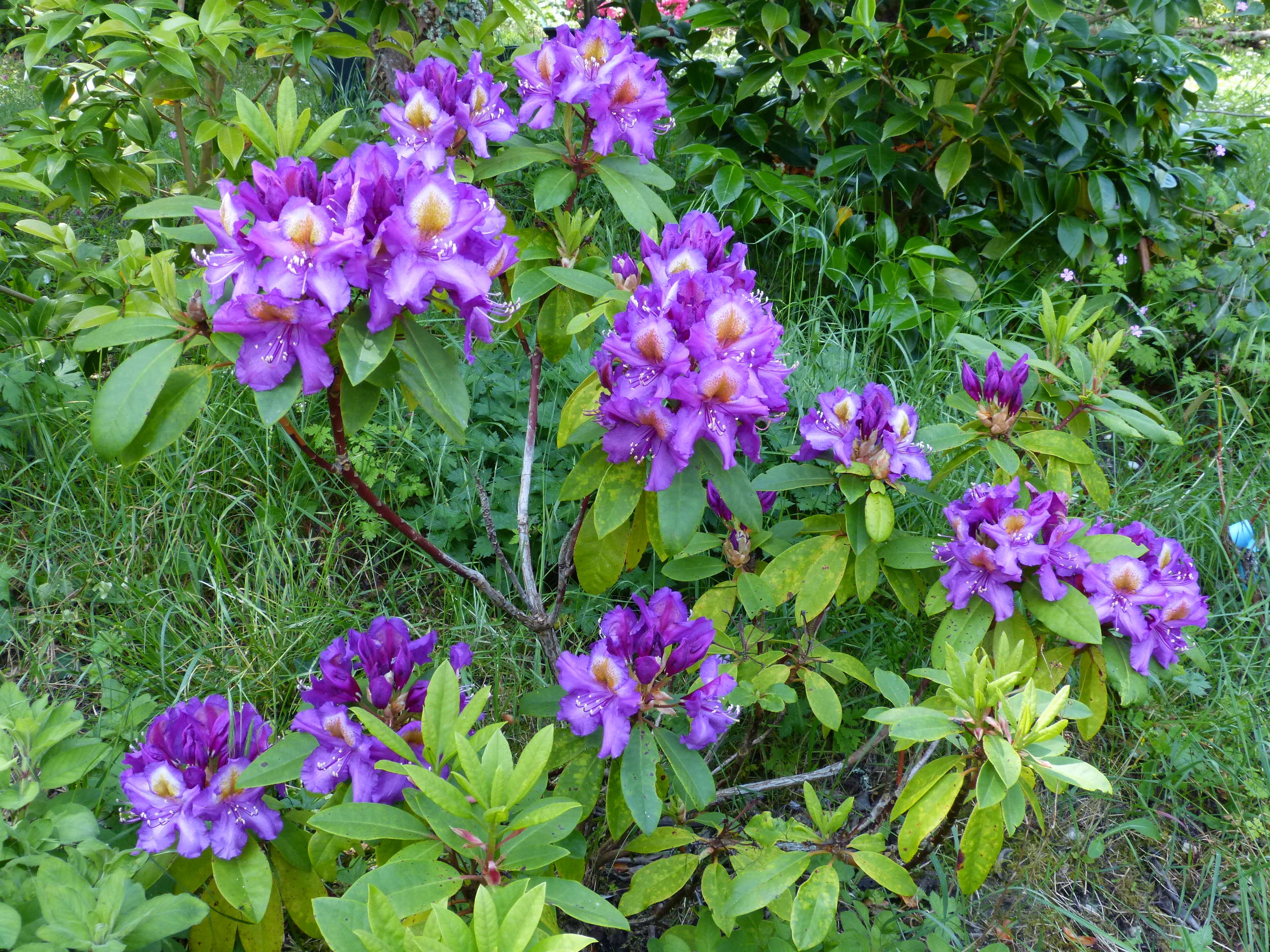 les jardins sont beaux en mai ! - Page 4 Rhodod78