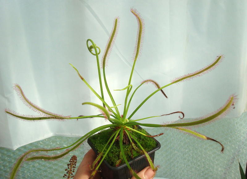 Les Drosera capensis Dsc00014