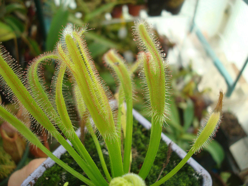 Les Drosera capensis Dsc00017