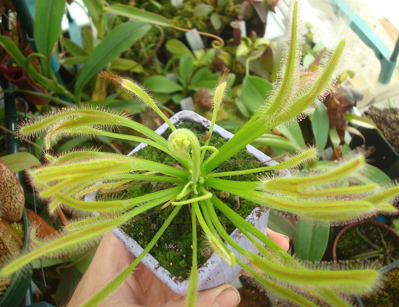 Les Drosera capensis Dsc00018